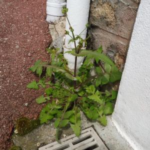 Photographie n°2405397 du taxon Sonchus oleraceus L.