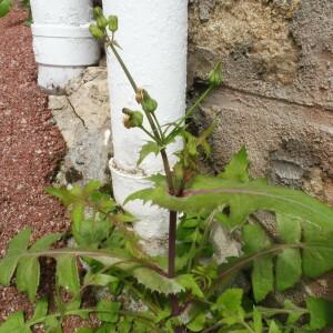 Photographie n°2405398 du taxon Sonchus oleraceus L.