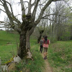 Photographie n°2405421 du taxon Fraxinus excelsior L.