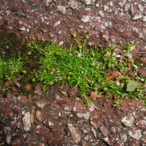 Photographie n°2405426 du taxon Sagina procumbens L.