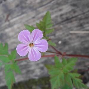 Photographie n°2405468 du taxon Geranium robertianum L. [1753]