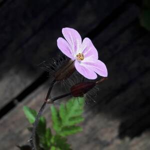 Photographie n°2405469 du taxon Geranium robertianum L. [1753]