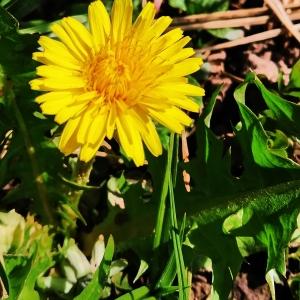 Photographie n°2405532 du taxon Taraxacum officinale F.H.Wigg. [1780]