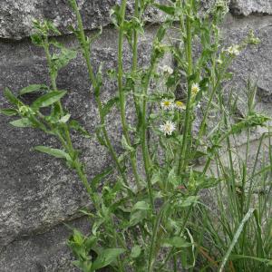 Photographie n°2405558 du taxon Erigeron annuus (L.) Desf.