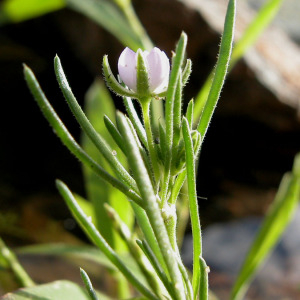  - Spergula echinosperma (Celak.) E.H.L.Krause [1901]