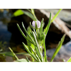 Spergula echinosperma (Celak.) E.H.L.Krause (Spergulaire à graine hérissée)