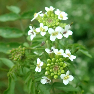 Photographie n°2405623 du taxon Nasturtium officinale R.Br.