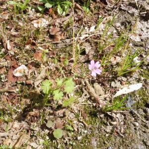 Photographie n°2405647 du taxon Geranium molle L.