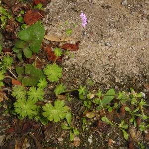 Photographie n°2405648 du taxon Geranium molle L.