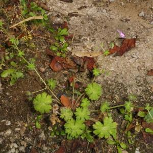 Photographie n°2405649 du taxon Geranium molle L.