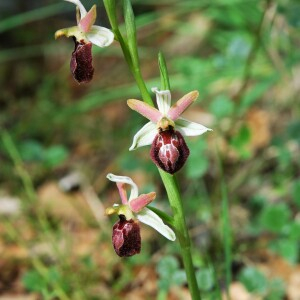 Photographie n°2405695 du taxon Ophrys exaltata Ten. [1819]