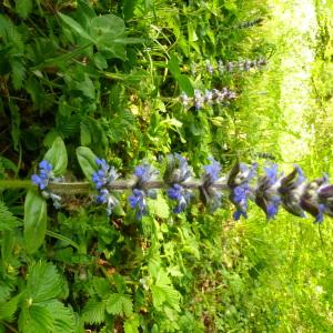 Photographie n°2405705 du taxon Ajuga reptans L. [1753]