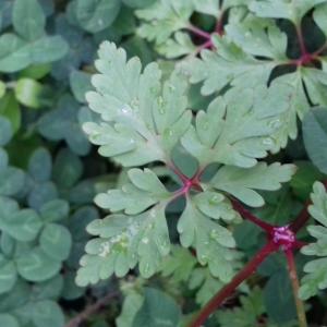 Photographie n°2405727 du taxon Geranium robertianum L. [1753]