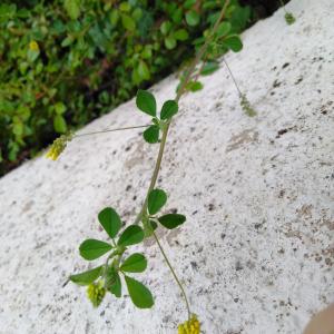 Photographie n°2405756 du taxon Medicago lupulina L.