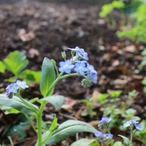 Photographie n°2405819 du taxon Myosotis alpestris F.W.Schmidt [1794]