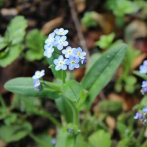 Photographie n°2405820 du taxon Myosotis alpestris F.W.Schmidt [1794]