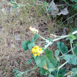 Photographie n°2405856 du taxon Medicago arabica (L.) Huds.