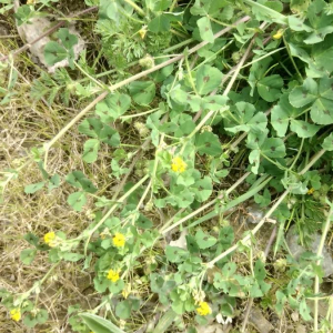 Photographie n°2405858 du taxon Medicago arabica (L.) Huds.