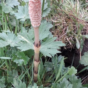 Photographie n°2405911 du taxon Equisetum arvense L. [1753]