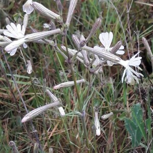 Photographie n°2405983 du taxon Silene italica (L.) Pers. [1805]