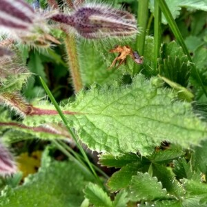 Photographie n°2405995 du taxon Borago officinalis L. [1753]