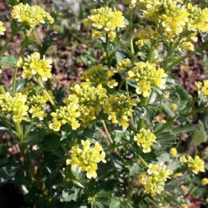 Photographie n°2406074 du taxon Barbarea vulgaris R.Br. [1812]