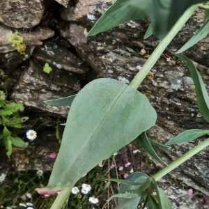 Photographie n°2406121 du taxon Centranthus ruber (L.) DC. [1805]