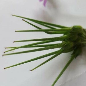 Photographie n°2406167 du taxon Erodium moschatum (L.) L'Hér.