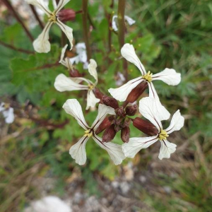 Brassica barrelieri (L.) Janka