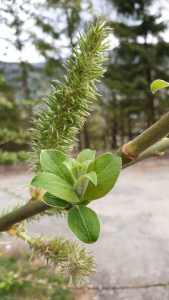 Jean Deschatres, le 22 avril 2020 (Lans-en-Vercors)