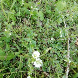 Photographie n°2406195 du taxon Cerastium fontanum Baumg. [1816]