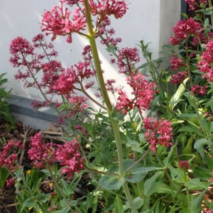 Photographie n°2406219 du taxon Centranthus ruber (L.) DC. [1805]