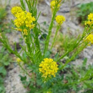 Photographie n°2406252 du taxon Barbarea vulgaris R.Br. [1812]