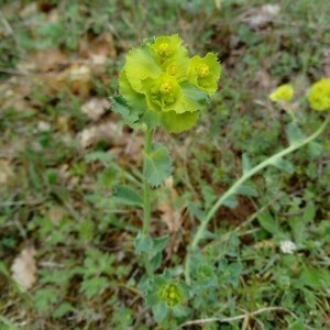 Photographie n°2406302 du taxon Euphorbia serrata L.