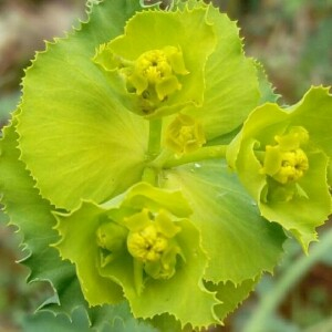 Photographie n°2406303 du taxon Euphorbia serrata L.