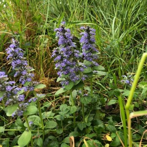 Photographie n°2406316 du taxon Ajuga reptans L. [1753]