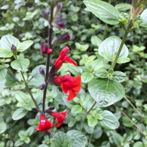 Photographie n°2406474 du taxon Salvia microphylla Kunth [1818]