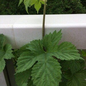 Photographie n°2406524 du taxon Humulus lupulus L. [1753]