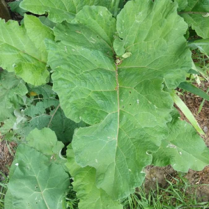 Photographie n°2406636 du taxon Arctium lappa L. [1753]