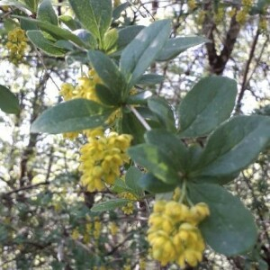 Photographie n°2406682 du taxon Berberis vulgaris L. [1753]