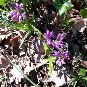 Photographie n°2407027 du taxon Polygala vulgaris L. [1753]