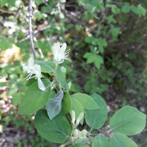 Photographie n°2407041 du taxon Lonicera xylosteum L. [1753]