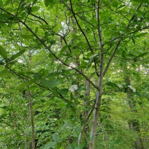 Photographie n°2407159 du taxon Crataegus germanica (L.) Kuntze