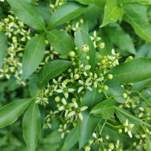 Photographie n°2407161 du taxon Euonymus europaeus L. [1753]