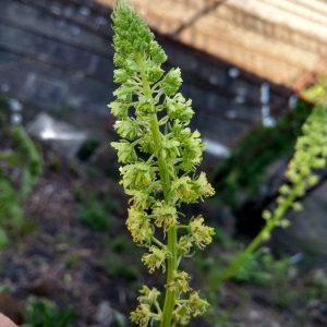 Photographie n°2407173 du taxon Reseda lutea L. [1753]