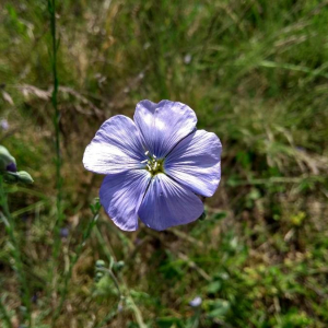 Photographie n°2407184 du taxon Linum usitatissimum L. [1753]