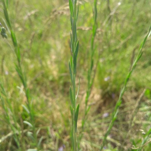 Photographie n°2407185 du taxon Linum usitatissimum L. [1753]