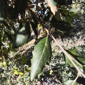 Photographie n°2407281 du taxon Quercus suber L. [1753]