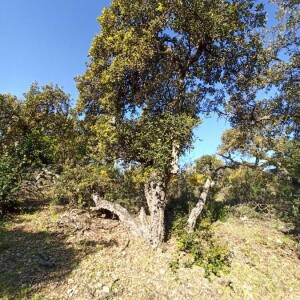 Photographie n°2407284 du taxon Quercus suber L. [1753]