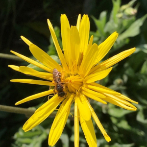 Photographie n°2407319 du taxon Tragopogon pratensis L. [1753]